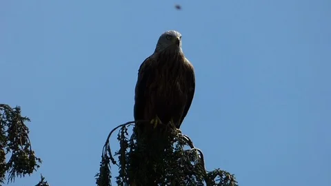Red Kite on tree the flies away Stock Footage 93448761