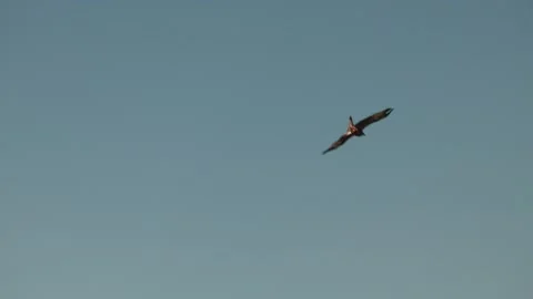 Red Kite Using Forked Tail to Change Directions Gliding through Air Vidéo 139788529