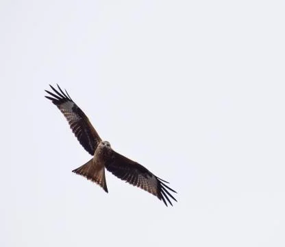 Red Kite on the wing Foto stock