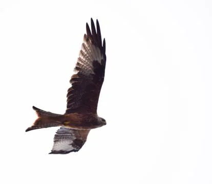 Red Kite on the wing Stock Photos