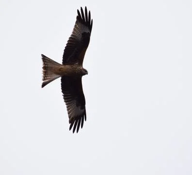 Red Kite on the wing Stock Photos