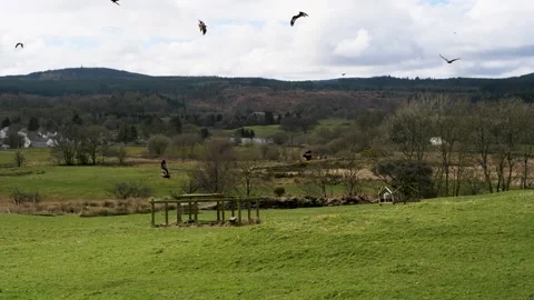 Red kites being fed at Bellymack Hill Farm, Dumfries in the lowlands of Scotland Stock Footage 240736755