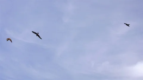 Red Kites Circling Vídeos de archivo 71787404