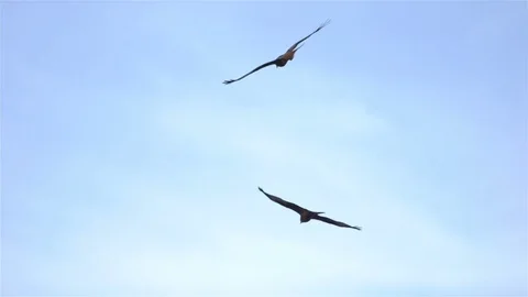 Red Kites swooping Stock Footage 71787963