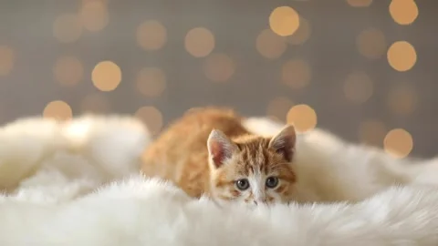 Red kitten against the background of lights looks at the camera, Christmas Stock Footage 166981521