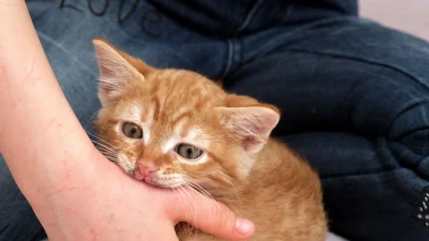 Red kitten biting hand of owner. Aggressive cat playing with kid girl Stock Footage 287360542