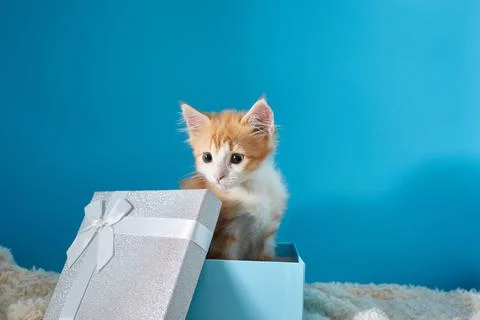 Red kitten in a blue box. Cute cat on the background with a place for text. Copy Stock Photos