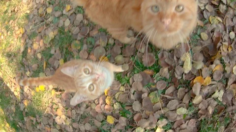 Red kitten boldly walks on a high tree branch in the yard of a private house. Stock Footage 119809298