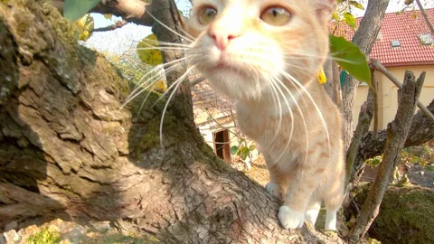Red kitten boldly walks on a high tree branch in the yard of a private house. Stock Footage 119809411