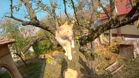 Red kitten boldly walks on a high tree branch in the yard of a private house. Stock Footage 119809540