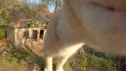 Red kitten boldly walks on a high tree branch in the yard of a private house. Stock Footage 119809588
