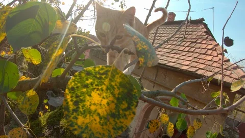 Red kitten boldly walks on a high tree branch in the yard of a private house. Stock Footage 119809643