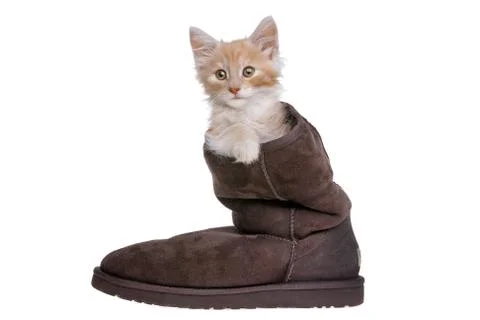 Red kitten in boot Stock Photos