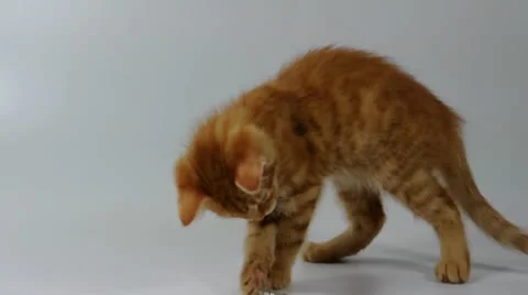 Red kitten cat playing with a bracelet Stock Footage 10876357