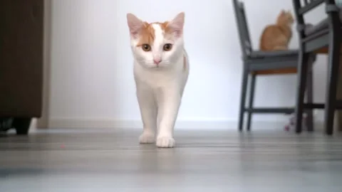  Red kitten cat walks on floor.  Playing and jumping cats.  Stock Footage 144699181