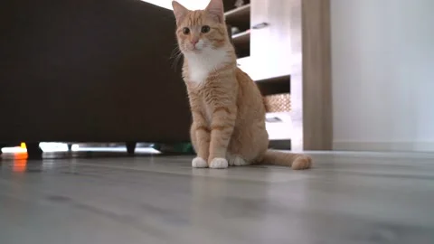  Red kitten cat walks on floor.  Playing and jumping cats.  Stock Footage 144699485