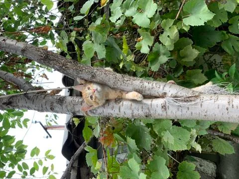 Red kitten climbs a tree Stock Photos