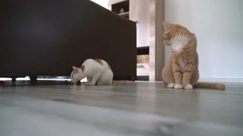 Red kitten doing funny pose while playing with a ball. Stock Footage 144699464