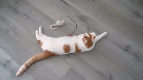 Red kitten doing funny pose while playing with a ball. Stock Footage 144699576