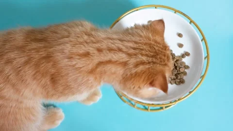 A red kitten eats dry food from a bowl on blue background close-up top view. Stock Footage 339439306