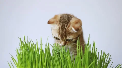 Red kitten Stock Footage 157586466