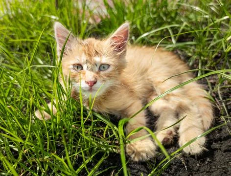 Red kitten in the grass Stock Photos