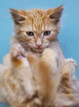 Red kitten in human hands isolated on blue background Foto stock
