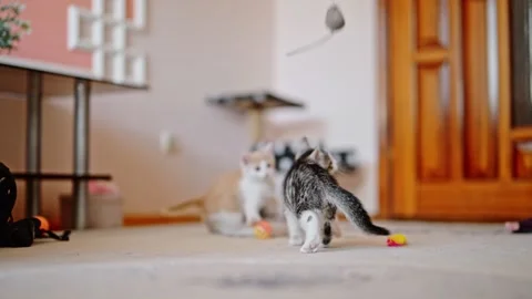 A red kitten jumps and plays with a gray one Stock Footage 246133420