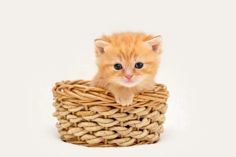 Red kitten on a light background Stock Photos