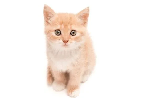 Red kitten looking at the camera lamentably, high angle view, isolated on whi Stock Photos