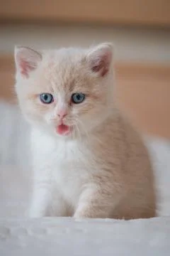 Red kitten lying on bed and looking something Stock Photos