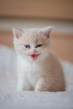 Red kitten lying on bed and looking something Stock Photos