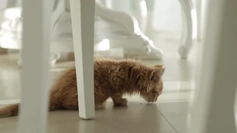 Red kitten meikun eats under the table Stock Footage 147638178