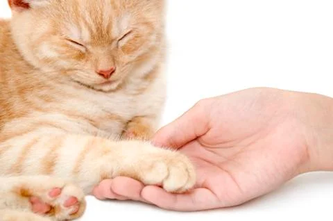 Red kitten Stock Photos