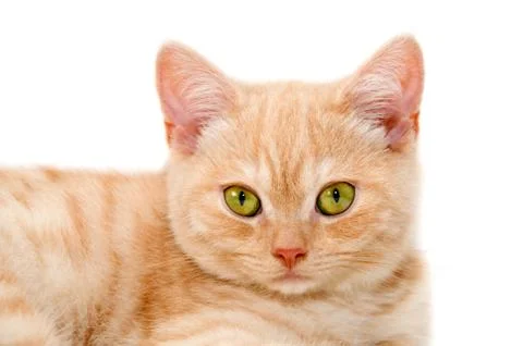 Red kitten Foto stock