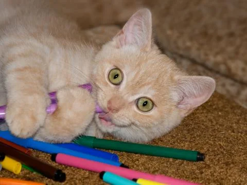 Red kitten Stock Photos