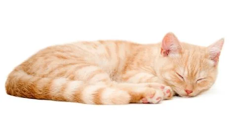 Red kitten Stock Photos