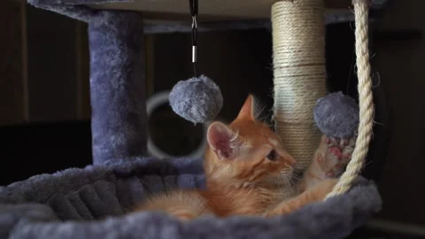 The red kitten is playing with ball on a string in basket of cat tree. Video stock 247381626