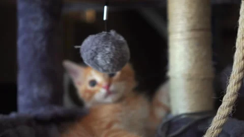 The red kitten is playing with ball on a string in basket of cat tree. Video stock 247381722