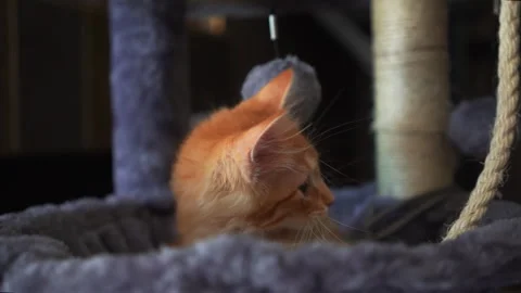 The red kitten is playing with ball on a string in basket of cat tree. Video stock 247381890