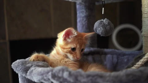 The red kitten is playing with ball on a string in basket of cat tree. Video stock 247382127