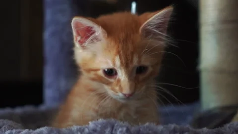 The red kitten is playing with ball on a string in basket of cat tree. Stock Footage 247382189