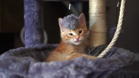 The red kitten is playing with ball on a string in basket of cat tree. Stock Footage 247382317