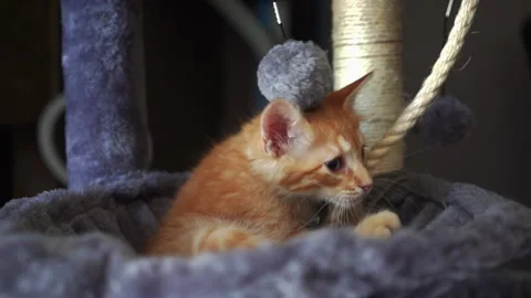 The red kitten is playing with ball on a string in basket of cat tree. Stock Footage 247382321