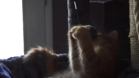 The red kitten is playing with ball on a string in basket of cat tree. Stock Footage 247384351