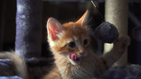 The red kitten is playing with ball on a string in basket of cat tree. Stock Footage 247384398