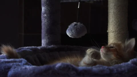 The red kitten is playing with ball on a string in basket of cat tree. Stock Footage 247384579