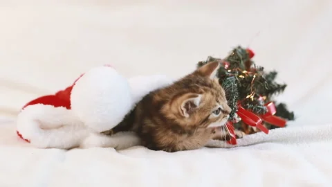Red kitten playing with a Christmas tree Stock-Footage 155293115