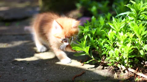 Red kitten playing outdoors Stock Footage 37827376