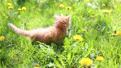 Red kitten playing outdoors Vídeo Stock 39726729